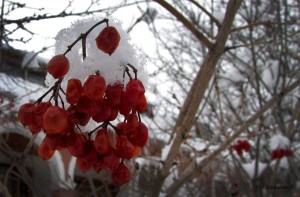 wiTeli bakuriani 001