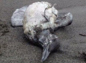 დახოცილი ფრინველი