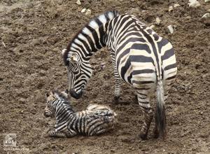 zebra