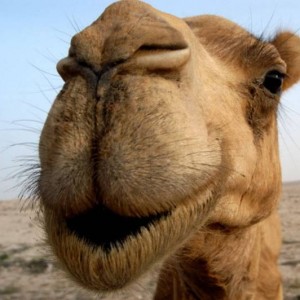 verblyud-1-e1457600908451-300x300