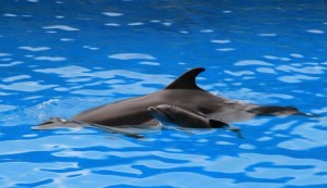 delfinchikebi-cr-739x428